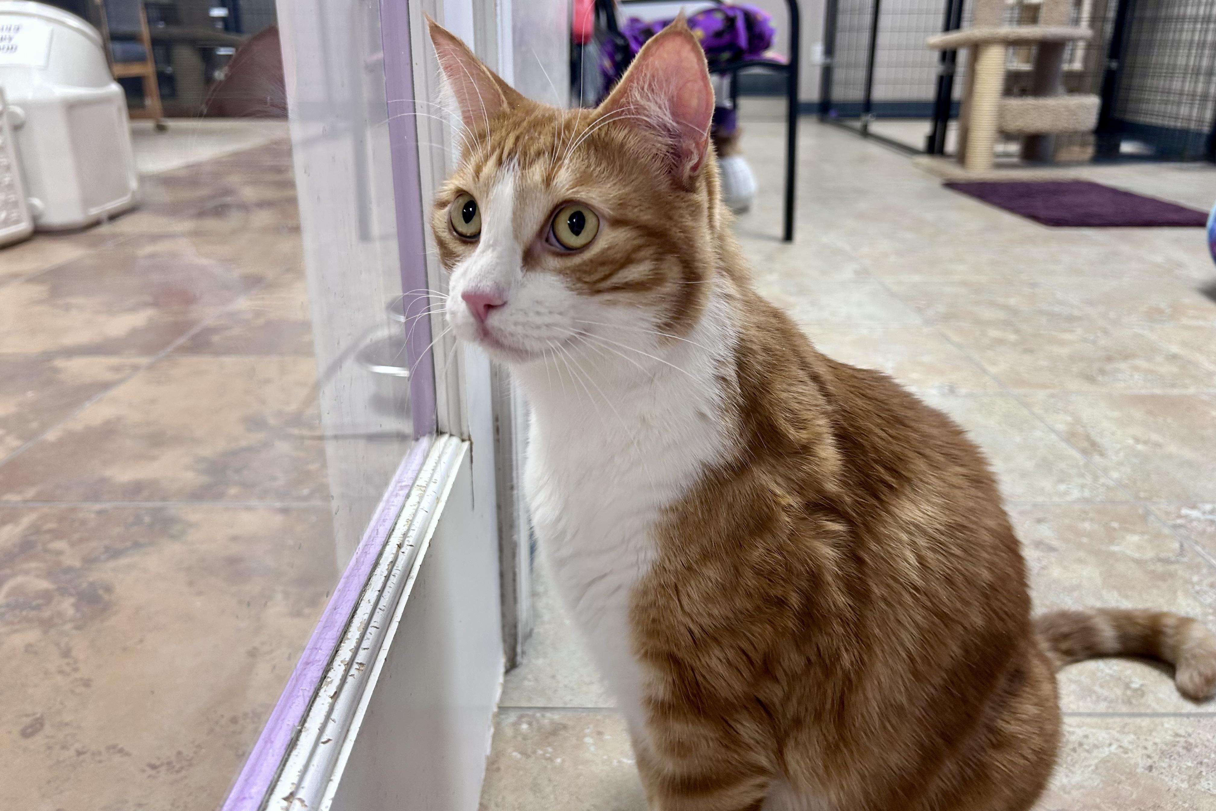 Enlarge Chuckie, a Adopted Domestic Short Hair in Fountain Hills, AZ image 5/5