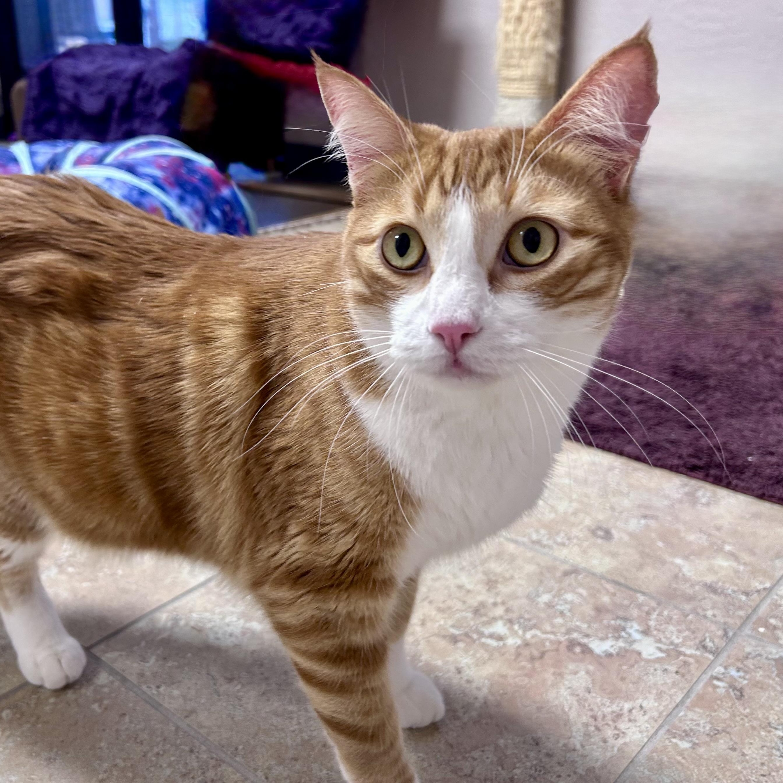 Enlarge Chuckie, a Adopted Domestic Short Hair in Fountain Hills, AZ image 3/5