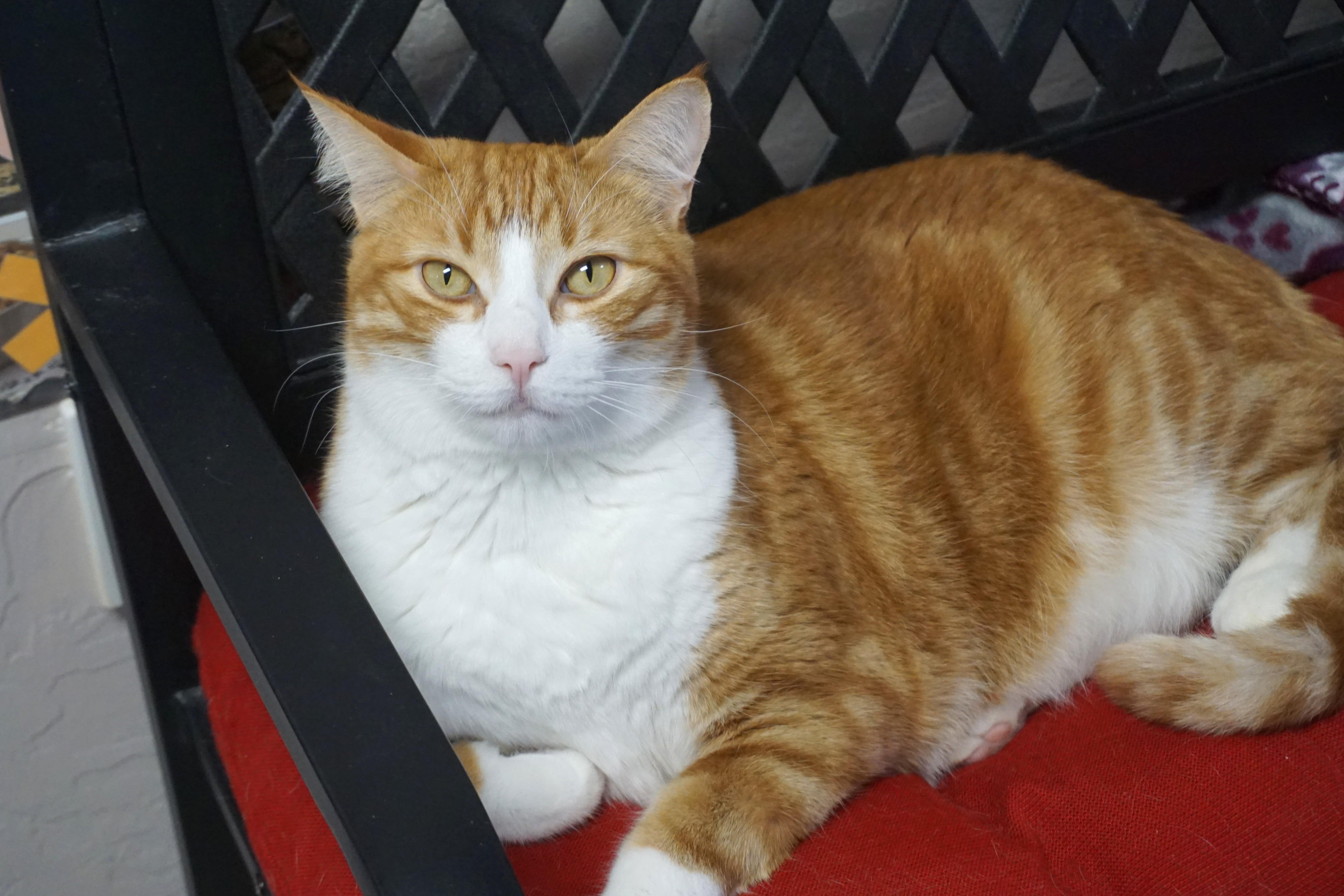 Enlarge Chuckie, a Adopted Domestic Short Hair in Fountain Hills, AZ image 2/5