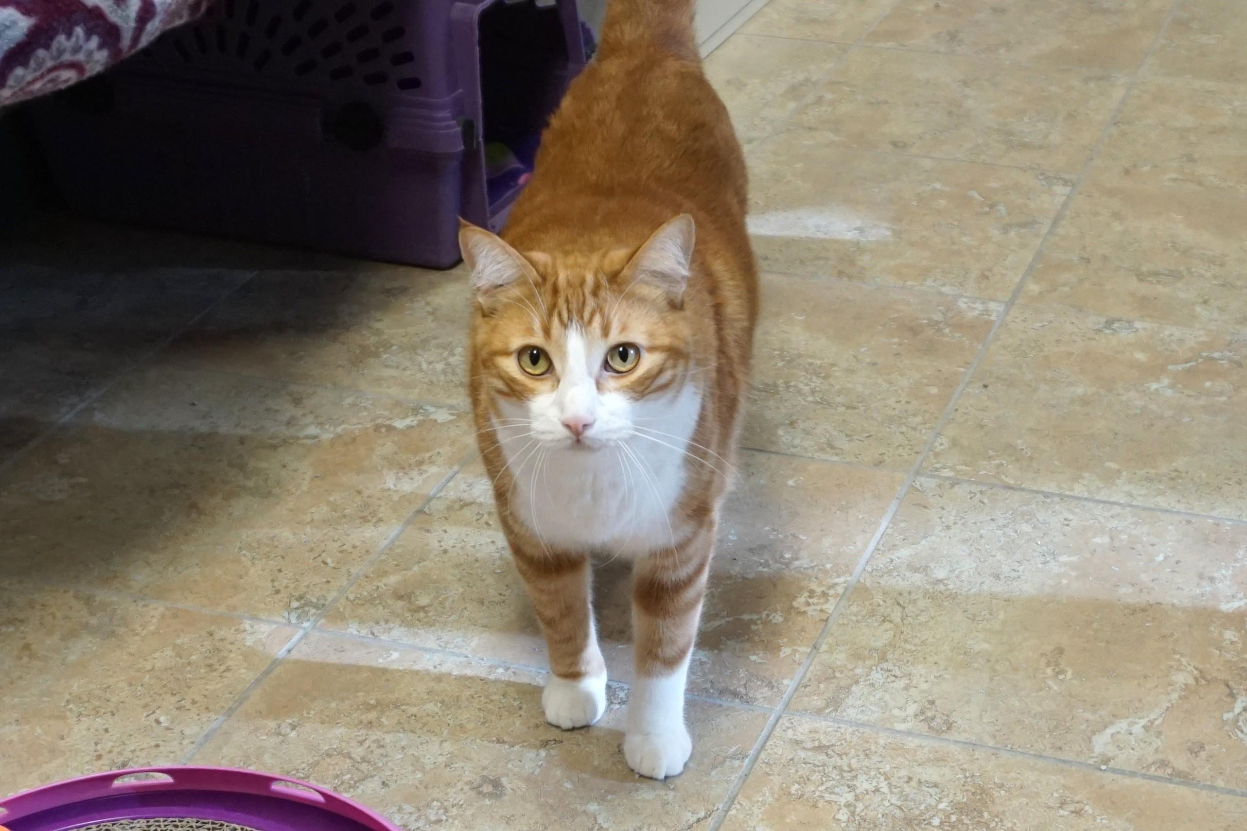 Enlarge Chuckie, a Adopted Domestic Short Hair in Fountain Hills, AZ image 4/5