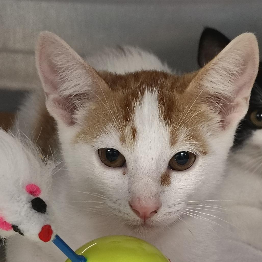 Enlarge Salsa, a Adoptable Domestic Short Hair in Vieques, PR image 1/1