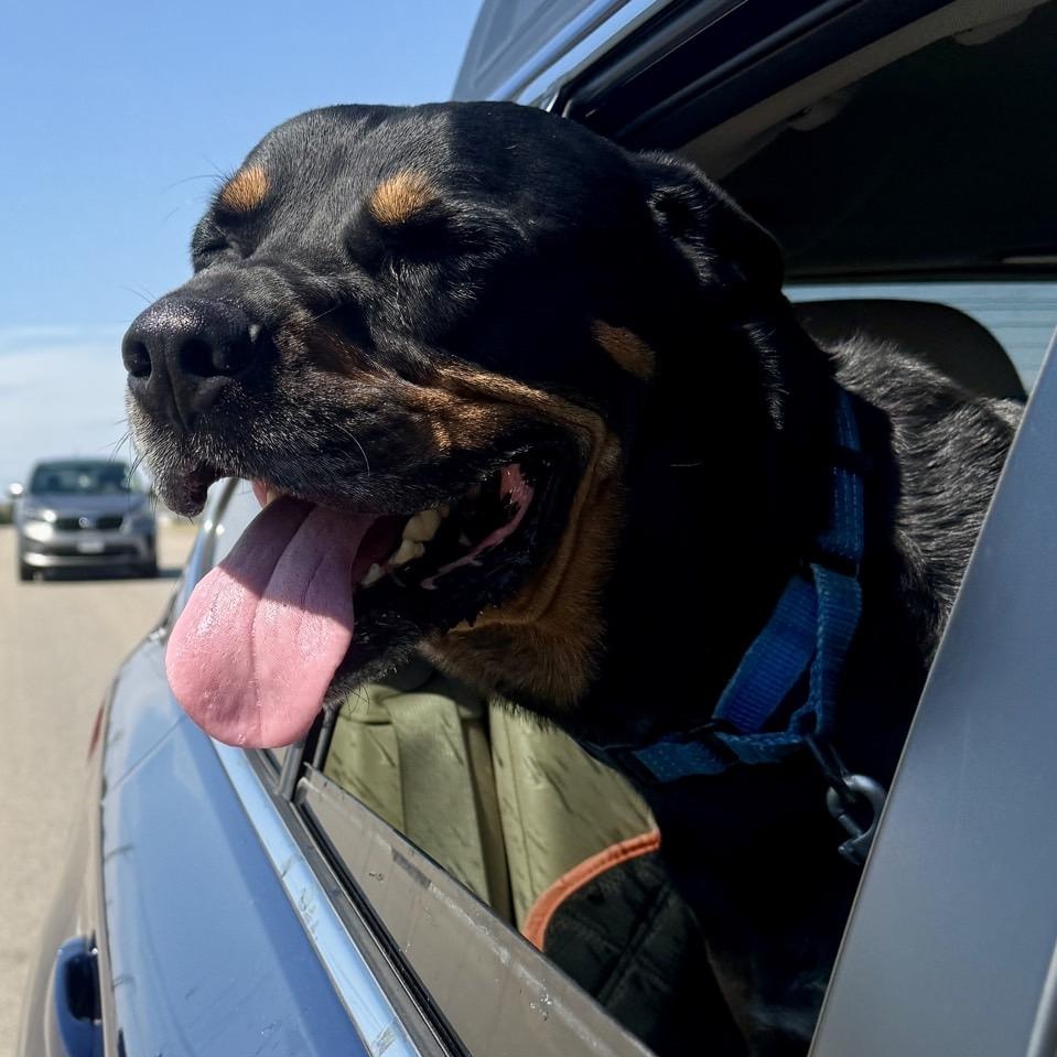 Enlarge Hal, an adoptable Mixed Breed in Georgetown, TX image 2/6