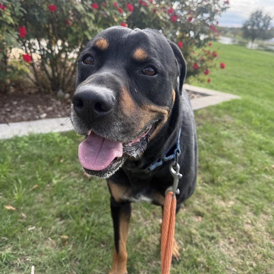 Enlarge Hal, an adoptable Mixed Breed in Georgetown, TX image 3/6