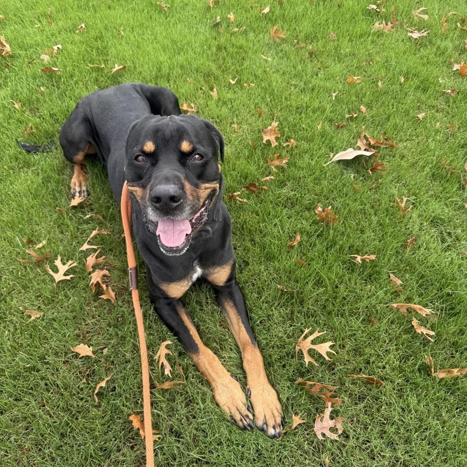 Enlarge Hal, an adoptable Mixed Breed in Georgetown, TX image 6/6