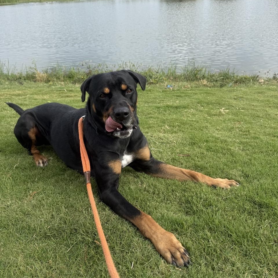 Enlarge Hal, an adoptable Mixed Breed in Georgetown, TX image 1/6