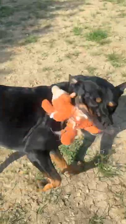 Enlarge Hal, an adoptable Mixed Breed in Georgetown, TX video 5/6