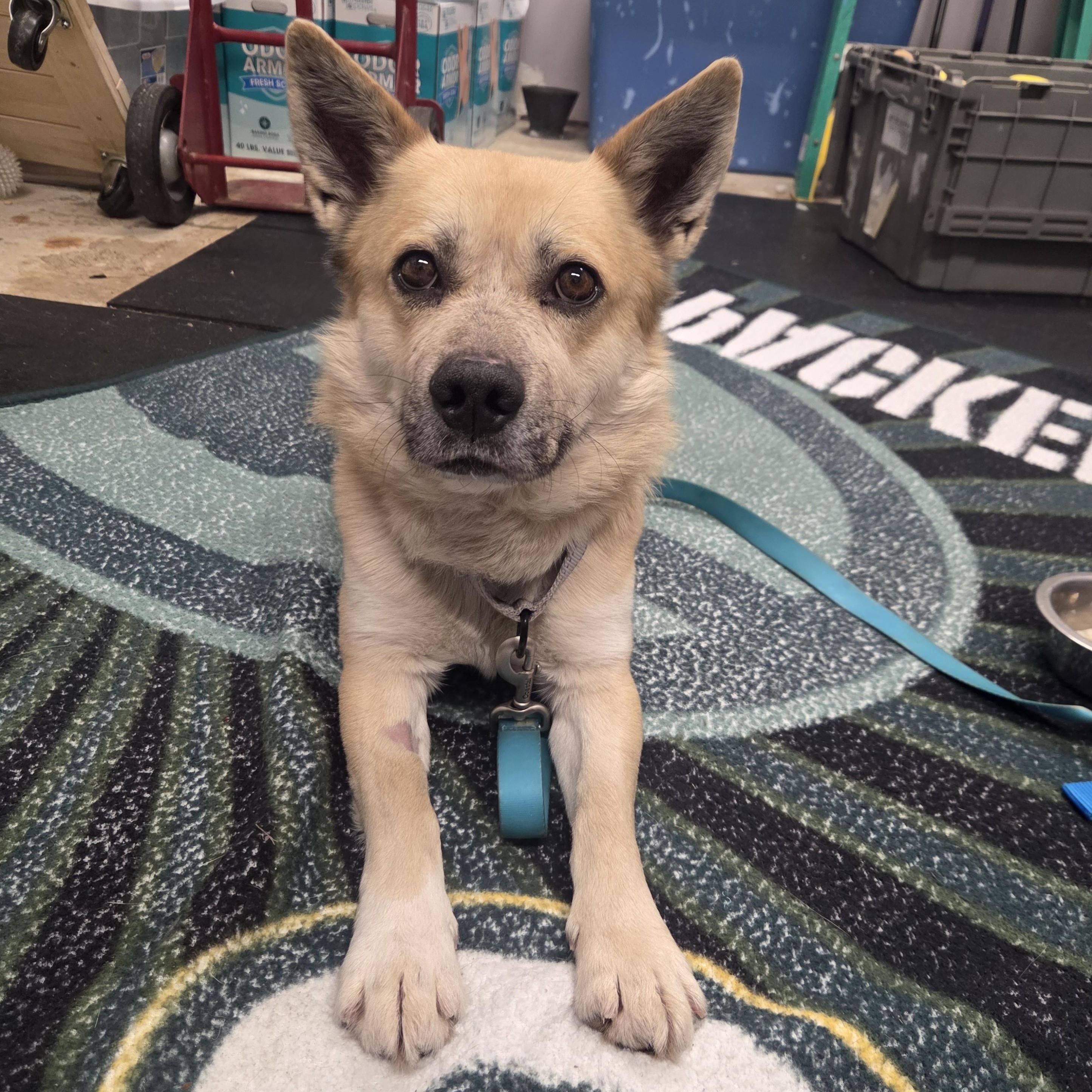 Enlarge Nelson-So sweet; loves his people!, a ADOPTABLE mixed breed in Oshkosh, WI image 2/3