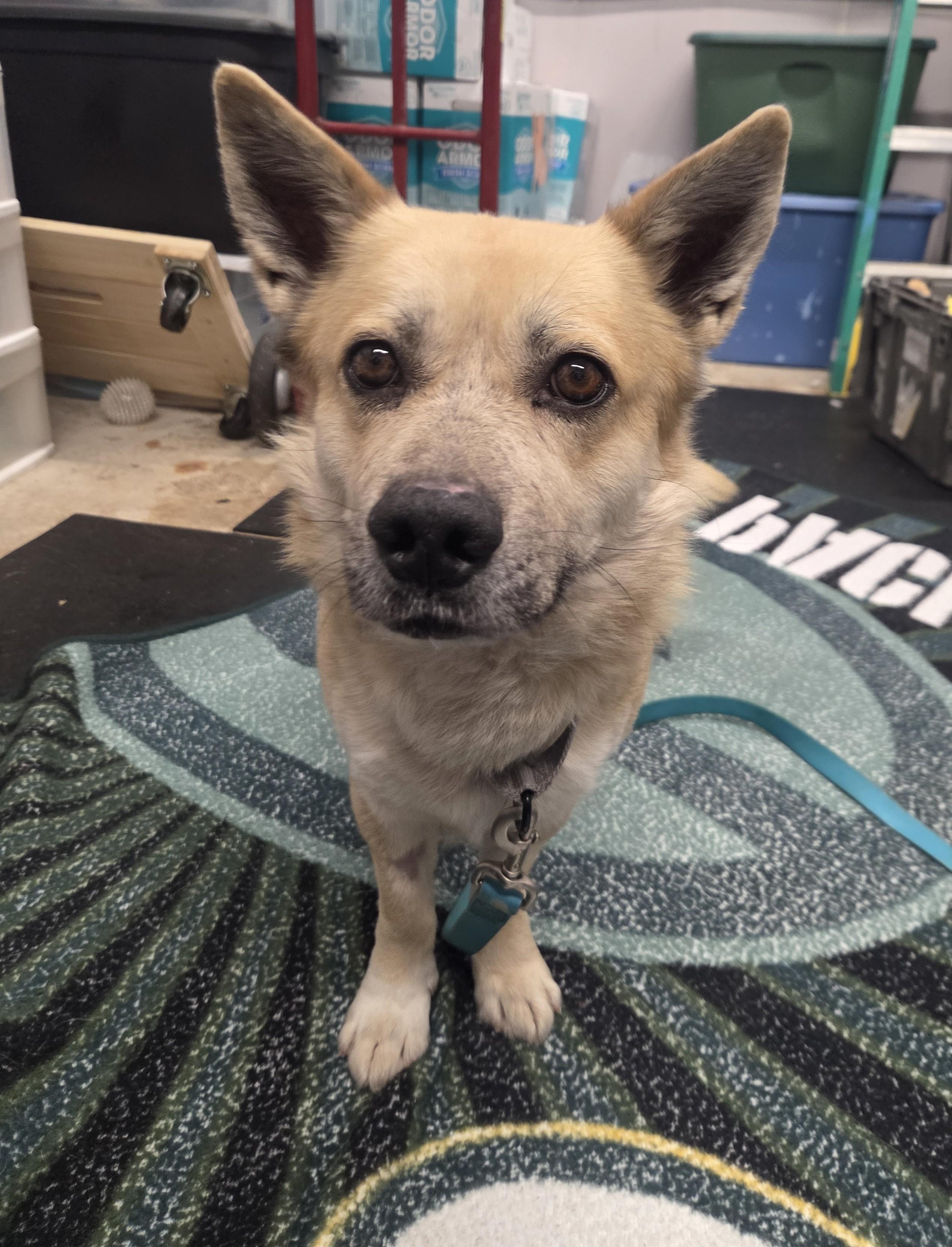 Enlarge Nelson-So sweet; loves his people!, a ADOPTABLE mixed breed in Oshkosh, WI image 3/3