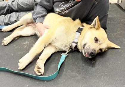 Enlarge Nelson-So sweet; loves his people!, a ADOPTABLE mixed breed in Oshkosh, WI image 5/5