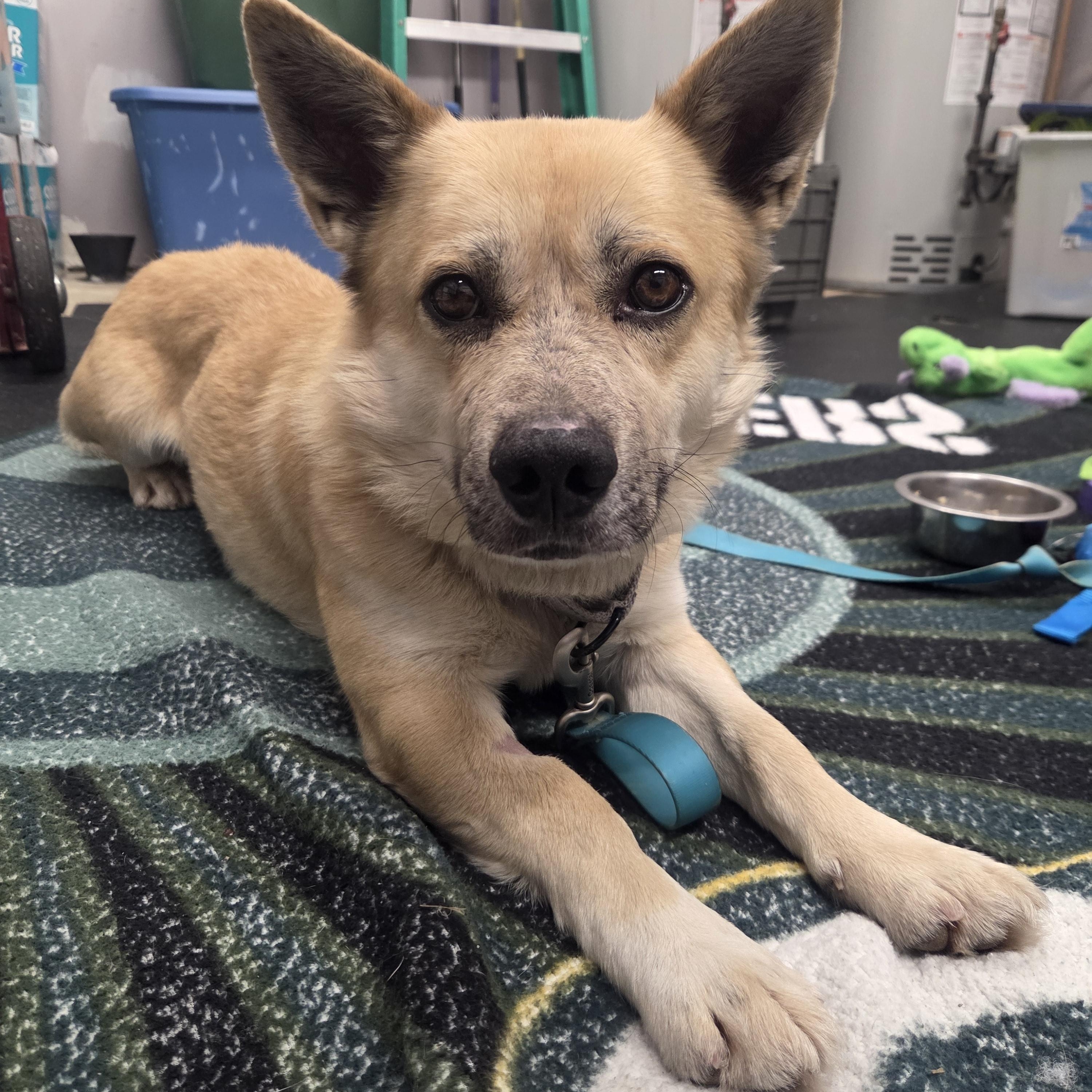 Enlarge Nelson-So sweet; loves his people!, a ADOPTABLE mixed breed in Oshkosh, WI image 1/3