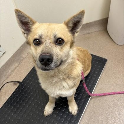 Enlarge Nelson-So sweet; loves his people!, a ADOPTABLE mixed breed in Oshkosh, WI image 2/5