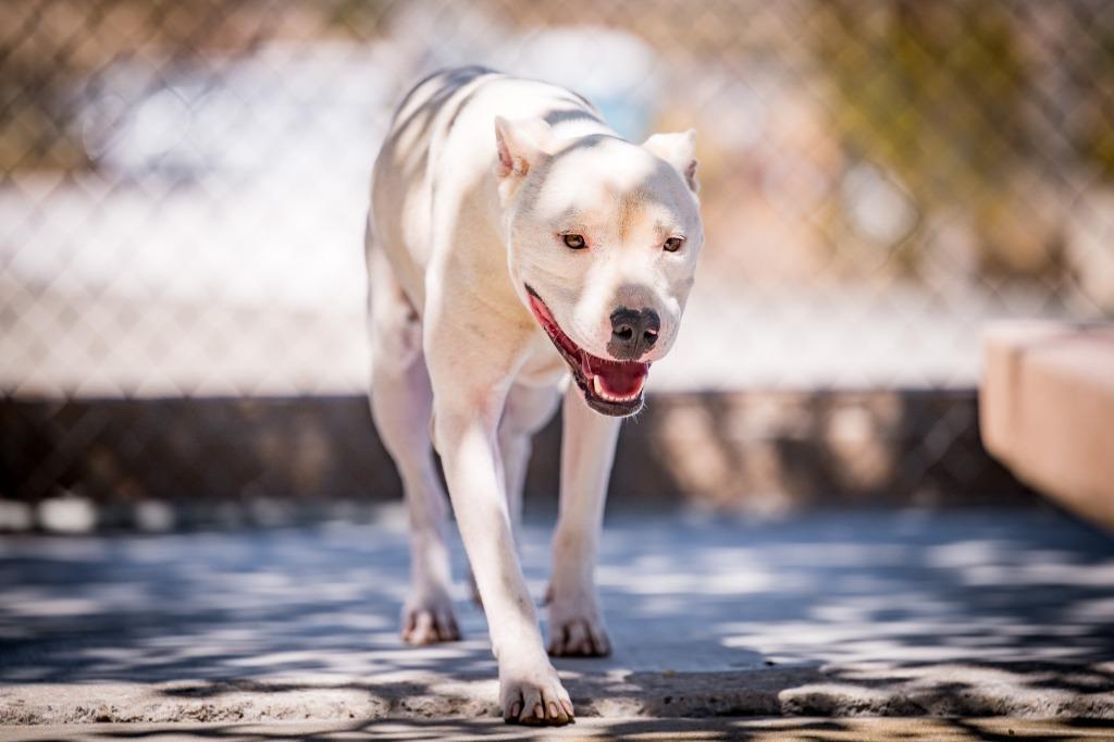 Canelo, Adoptable, Young Male Pit Bull Terrier.