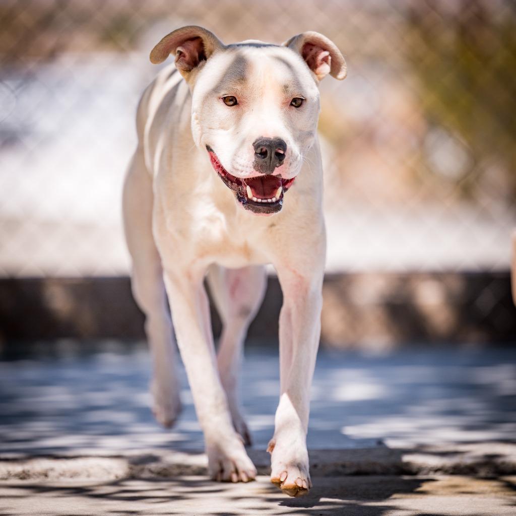 Enlarge Canelo, a Adoptable mixed breed in Twentynine Palms, CA image 2/4