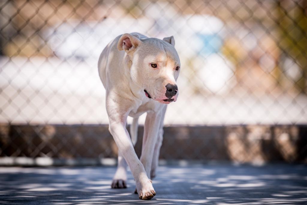 Enlarge Canelo, a Adoptable mixed breed in Twentynine Palms, CA image 3/4