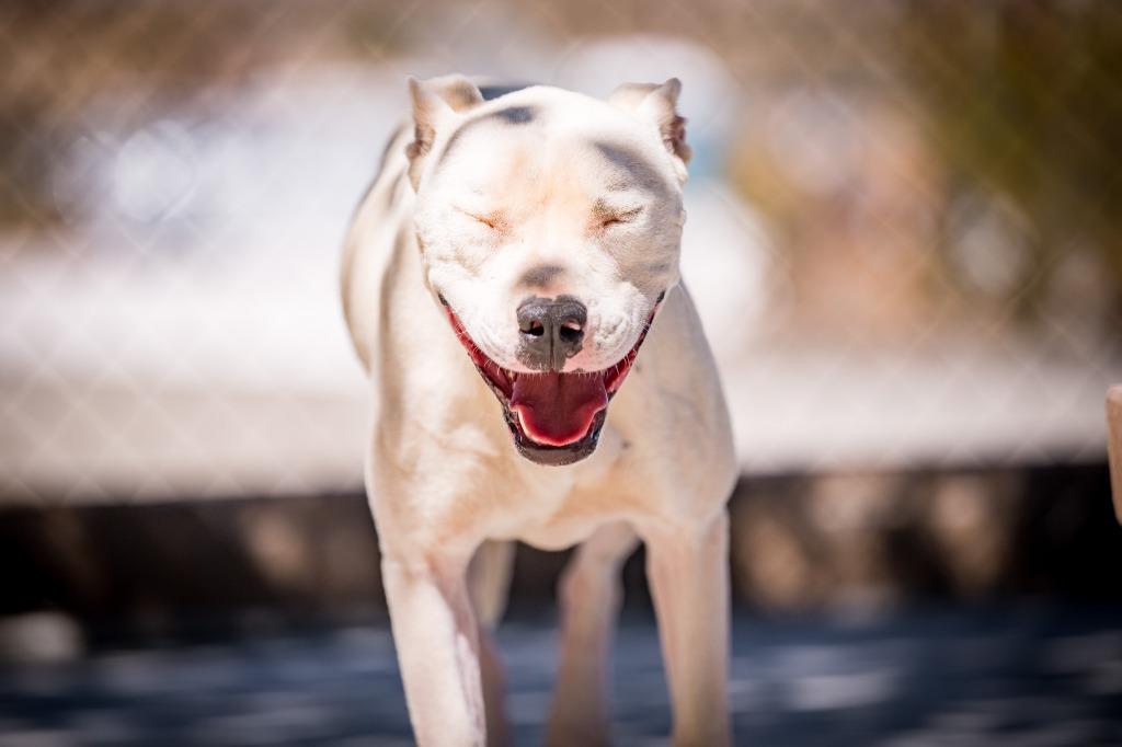 Enlarge Canelo, a Adoptable mixed breed in Twentynine Palms, CA image 4/4