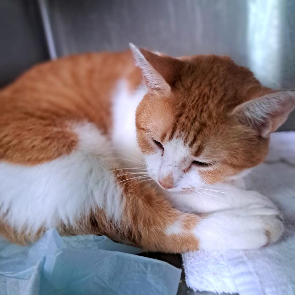 Madge, Adoptable, Young Female Domestic Short Hair.