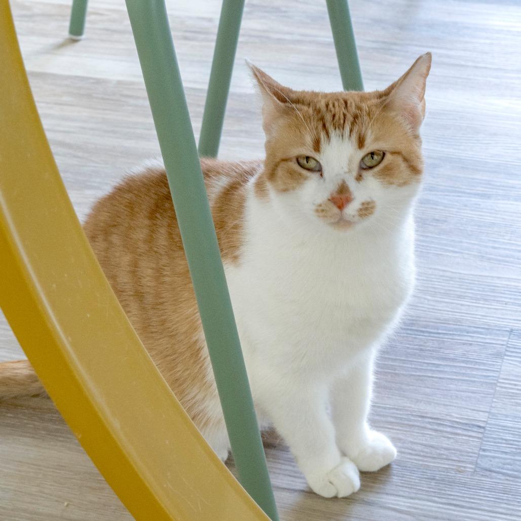 Madge, Adoptable, Adult Female Domestic Short Hair.