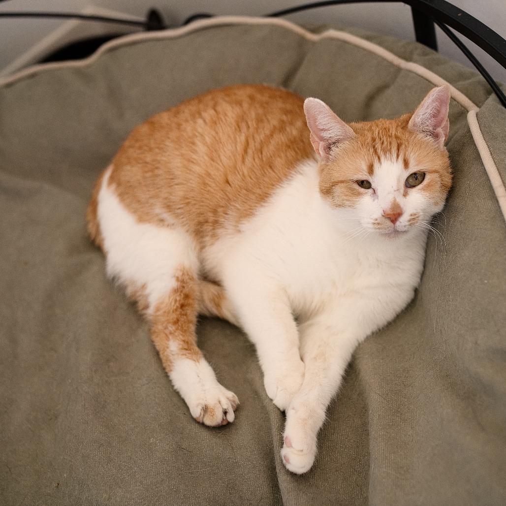 Enlarge Madge, a Adoptable Domestic Short Hair in Chapel Hill, NC image 2/3