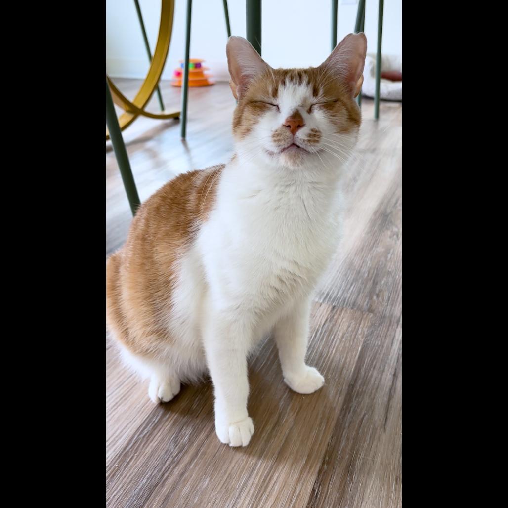 Madge, Adoptable, Adult Female Domestic Short Hair.