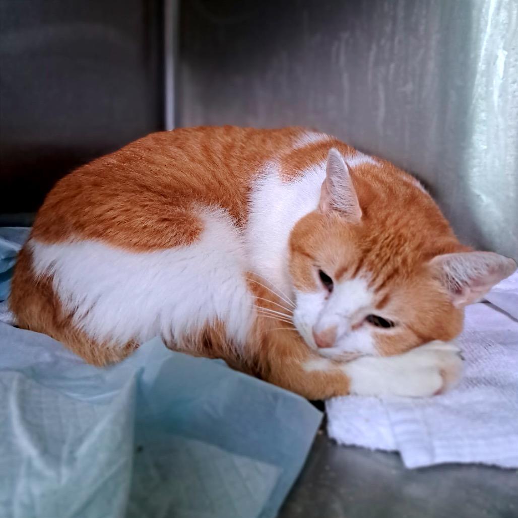 Enlarge Madge, a Adoptable Domestic Short Hair in Chapel Hill, NC image 3/3