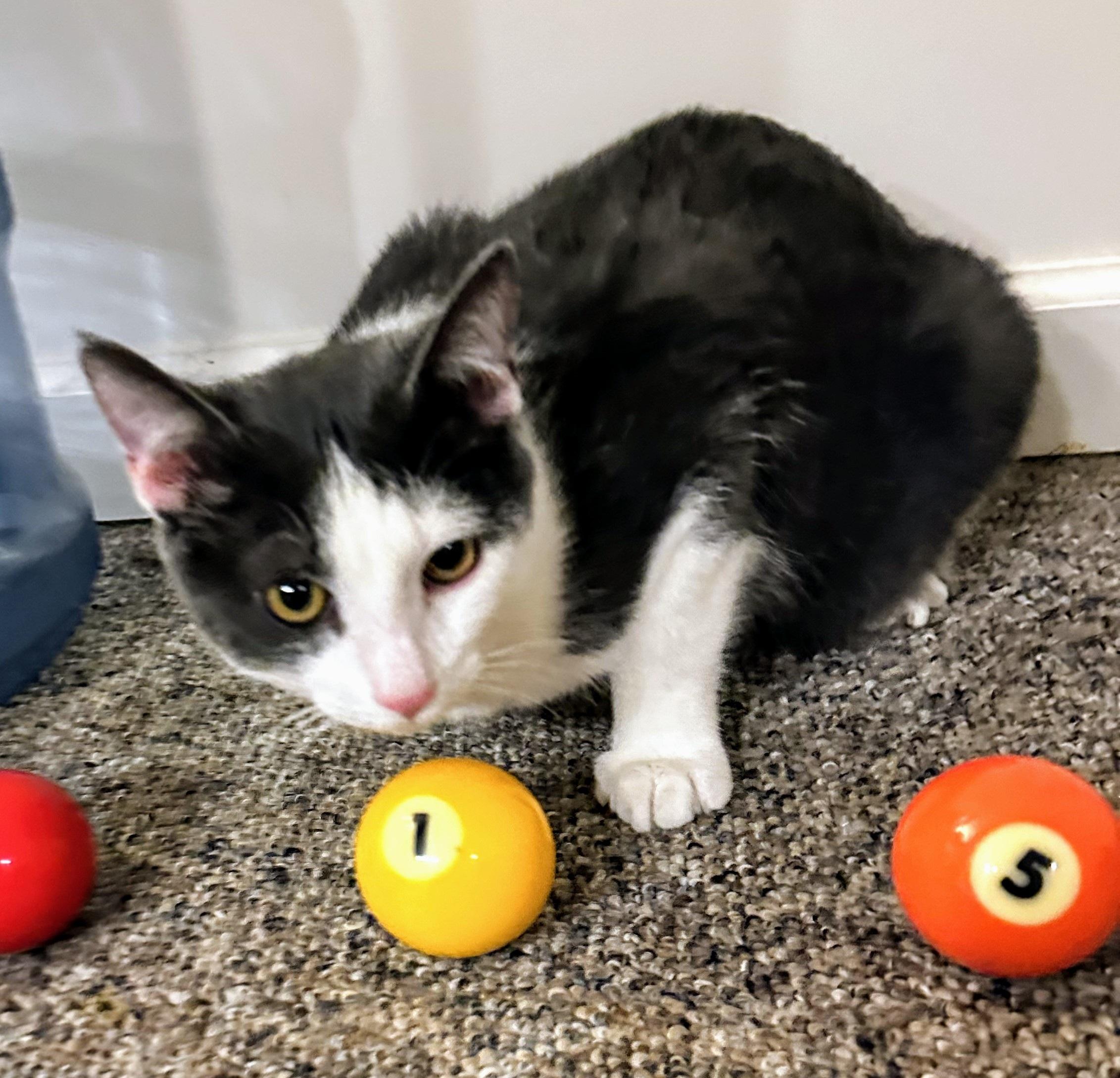 Enlarge Louie, a Adoptable Domestic Short Hair in Boiling Springs, PA image 2/2