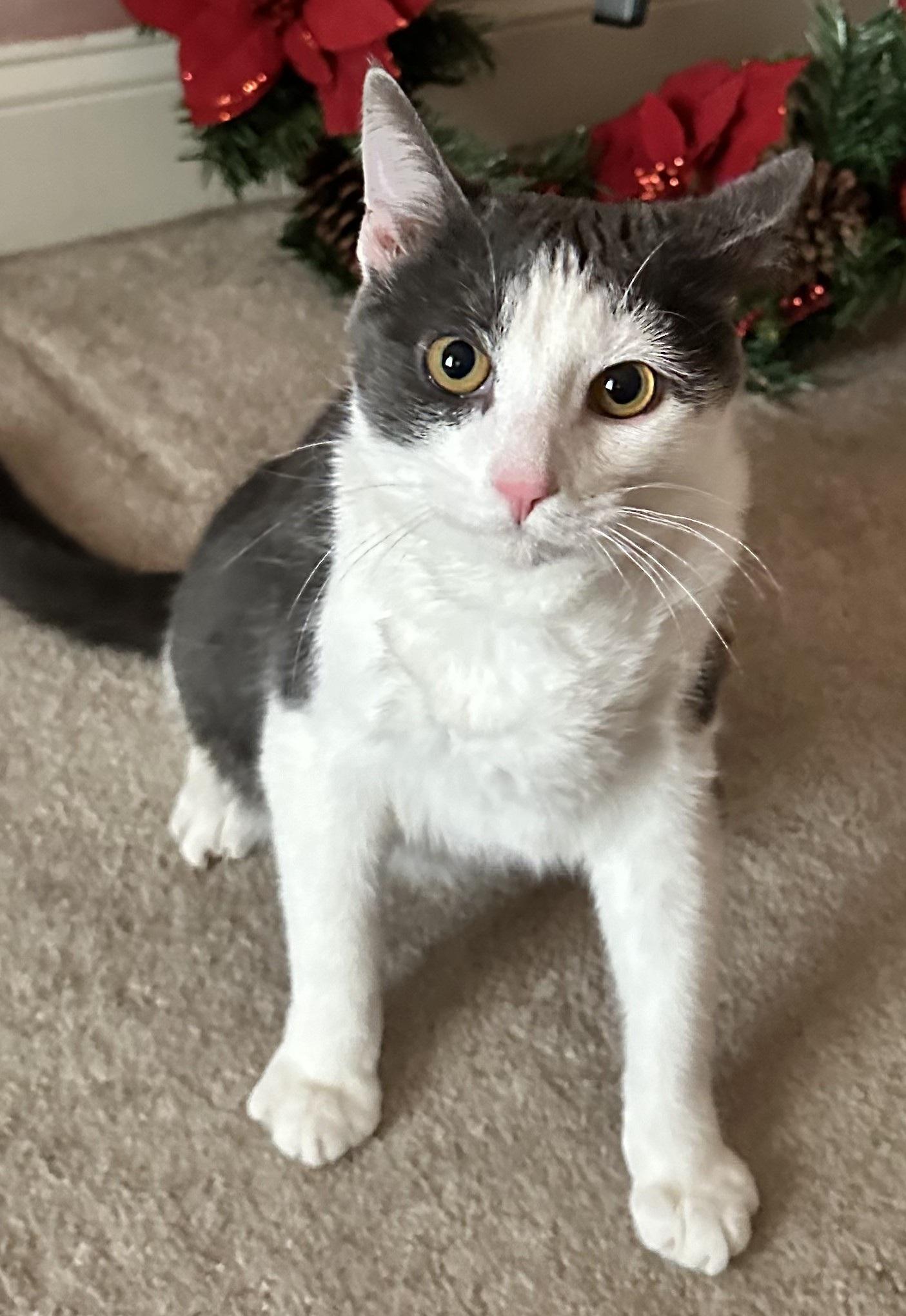 Louie, Adoptable, Young Male Domestic Short Hair.