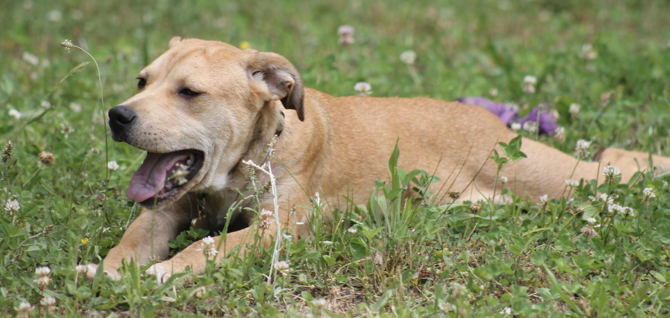 Enlarge Honey Pot (cute puppy), a Adopted mixed breed in Virginia Beach, VA image 4/6