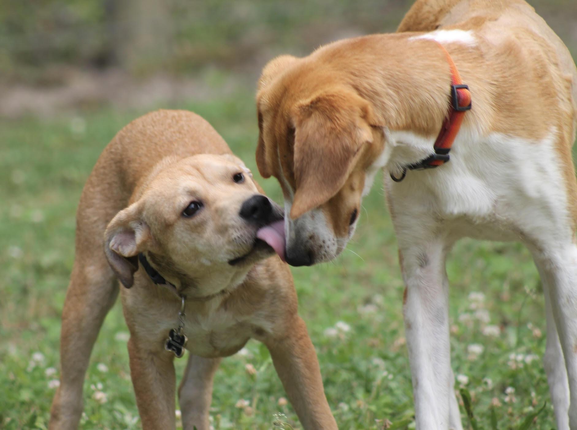 Enlarge Honey Pot (cute puppy), a Adopted mixed breed in Virginia Beach, VA image 3/6