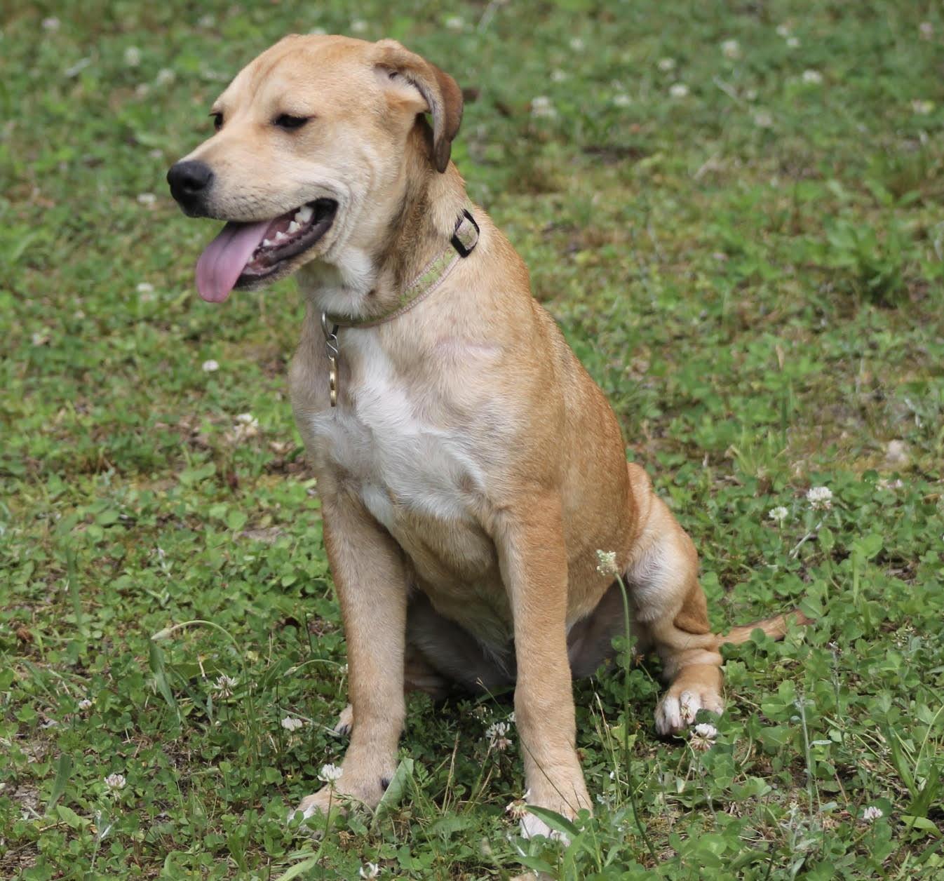 Enlarge Honey Pot (cute puppy), a Adopted mixed breed in Virginia Beach, VA image 5/6