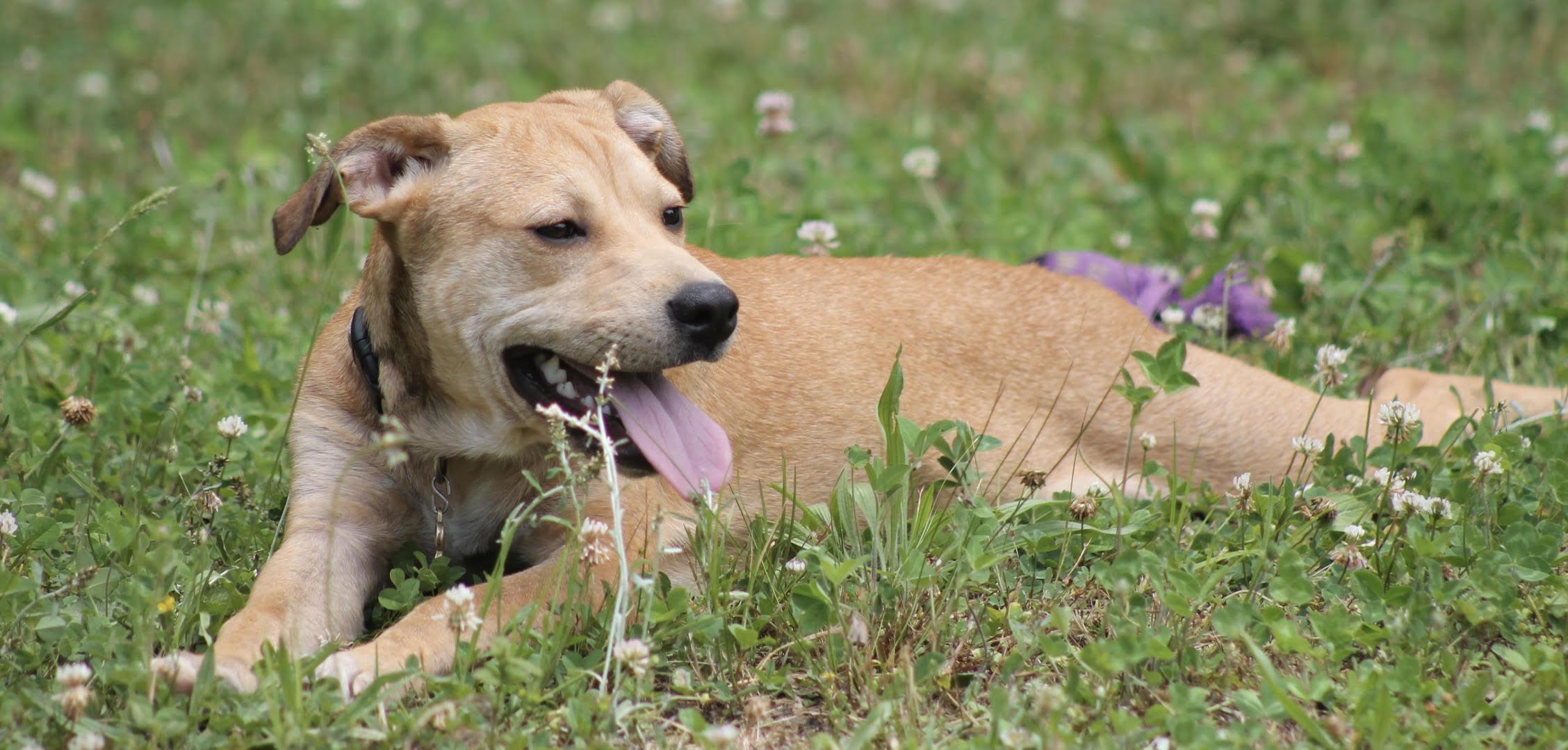 Enlarge Honey Pot (cute puppy), a Adopted mixed breed in Virginia Beach, VA image 6/6