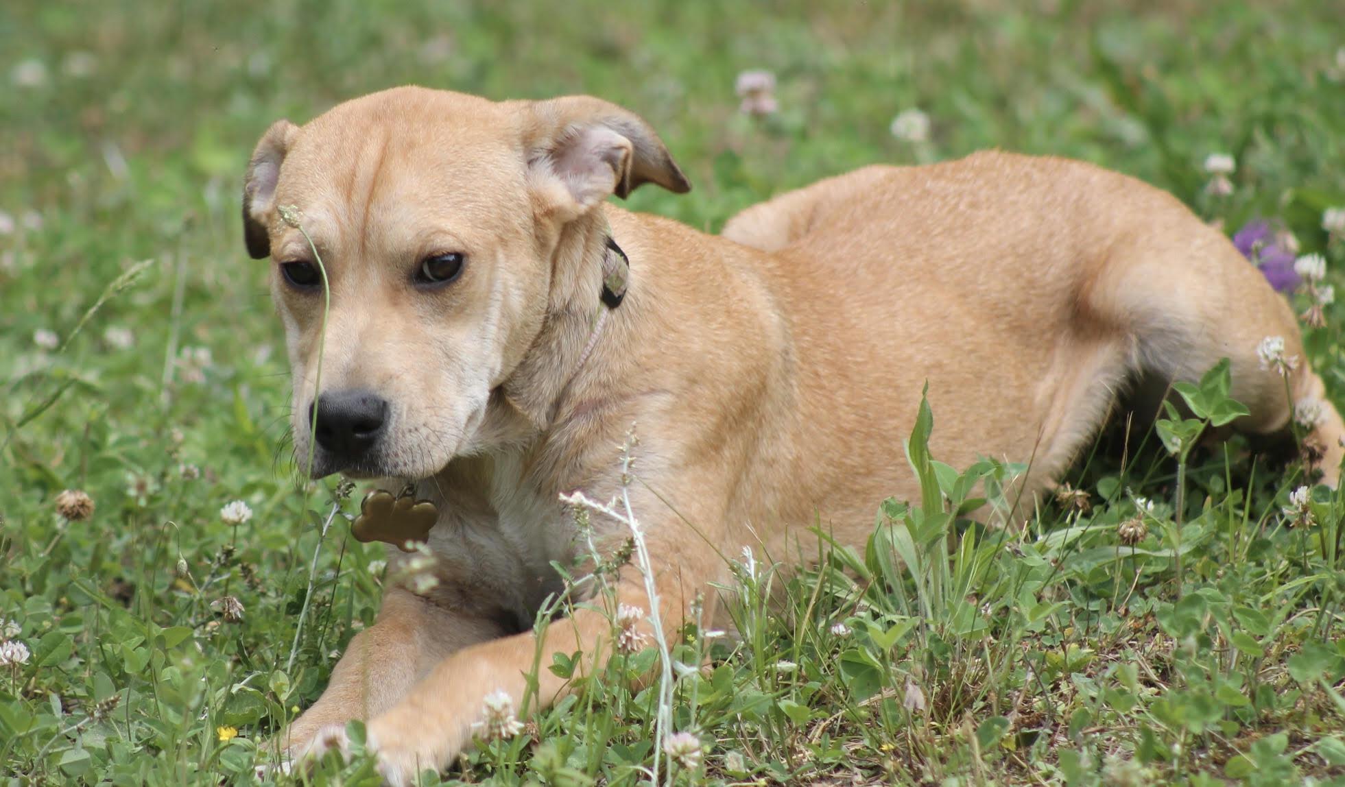 Honey Pot (cute puppy), Adopted, Puppy Female Yellow Labrador Retriever & Black Mouth Cur.