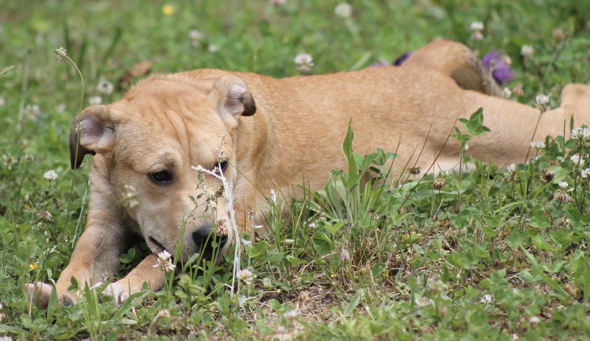Enlarge Honey Pot (cute puppy), a Adopted mixed breed in Virginia Beach, VA image 2/6