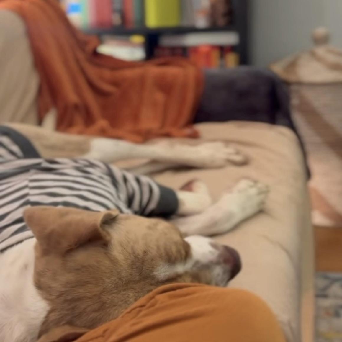 Enlarge Leo, a ADOPTABLE mixed breed in Huntington Beach, CA image 6/6