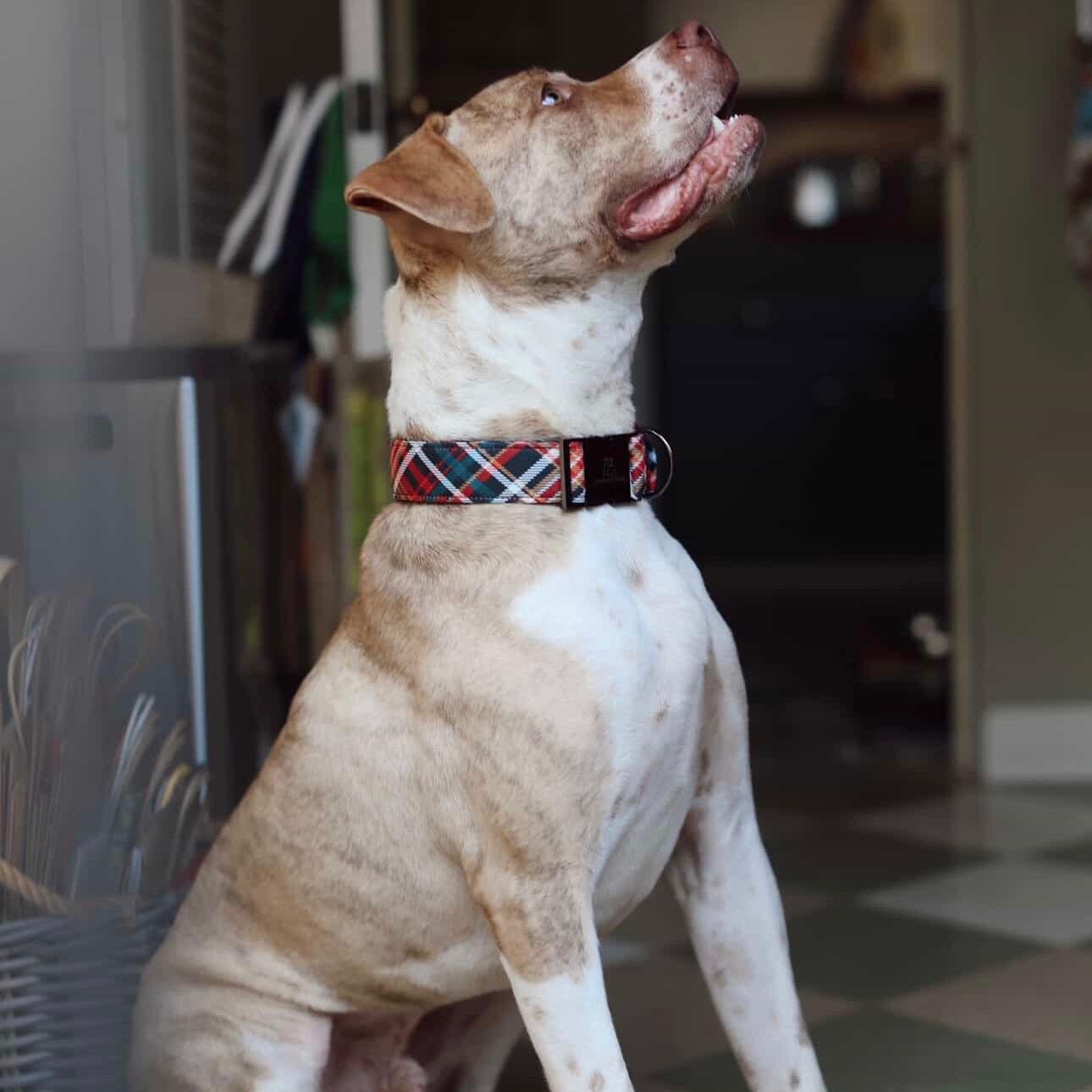 Enlarge Leo, a ADOPTABLE mixed breed in Huntington Beach, CA image 5/6