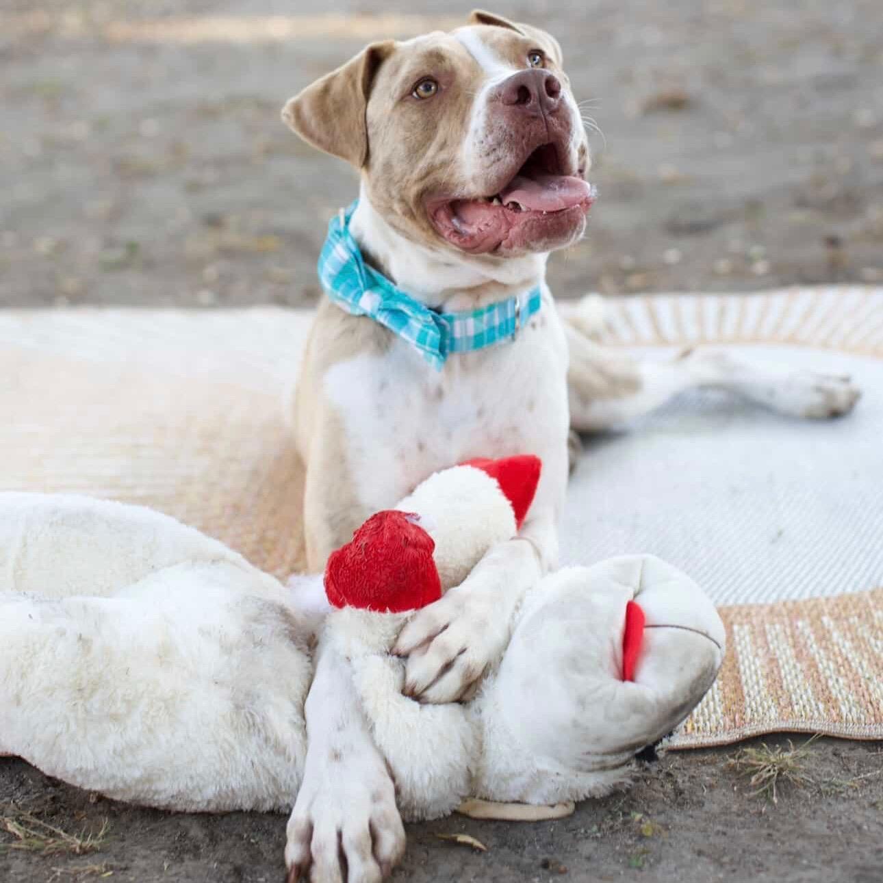 Enlarge Leo, a ADOPTABLE mixed breed in Huntington Beach, CA image 1/6