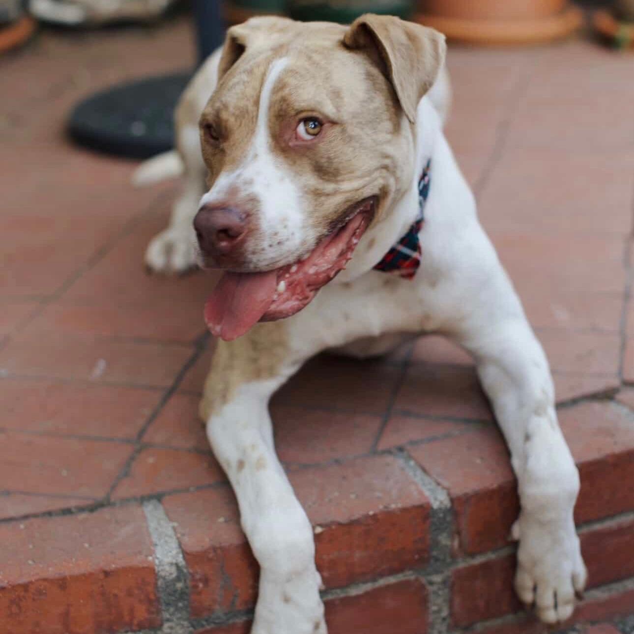 Enlarge Leo, a ADOPTABLE mixed breed in Huntington Beach, CA image 3/6