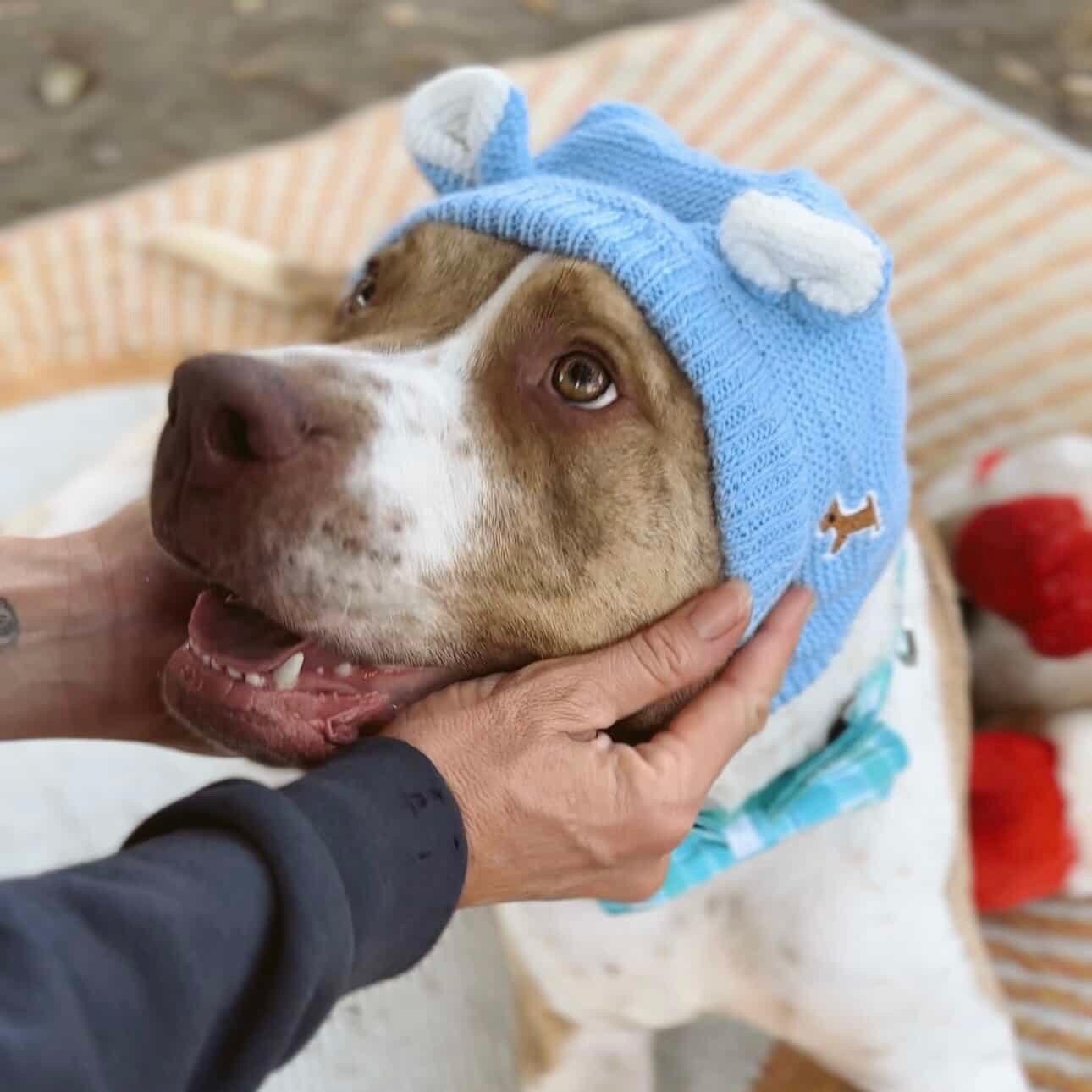 Enlarge Leo, a ADOPTABLE mixed breed in Huntington Beach, CA image 2/6