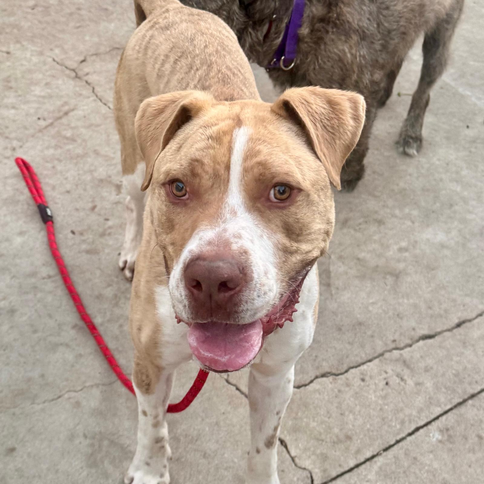 Enlarge Leo, a ADOPTABLE mixed breed in Huntington Beach, CA image 4/6