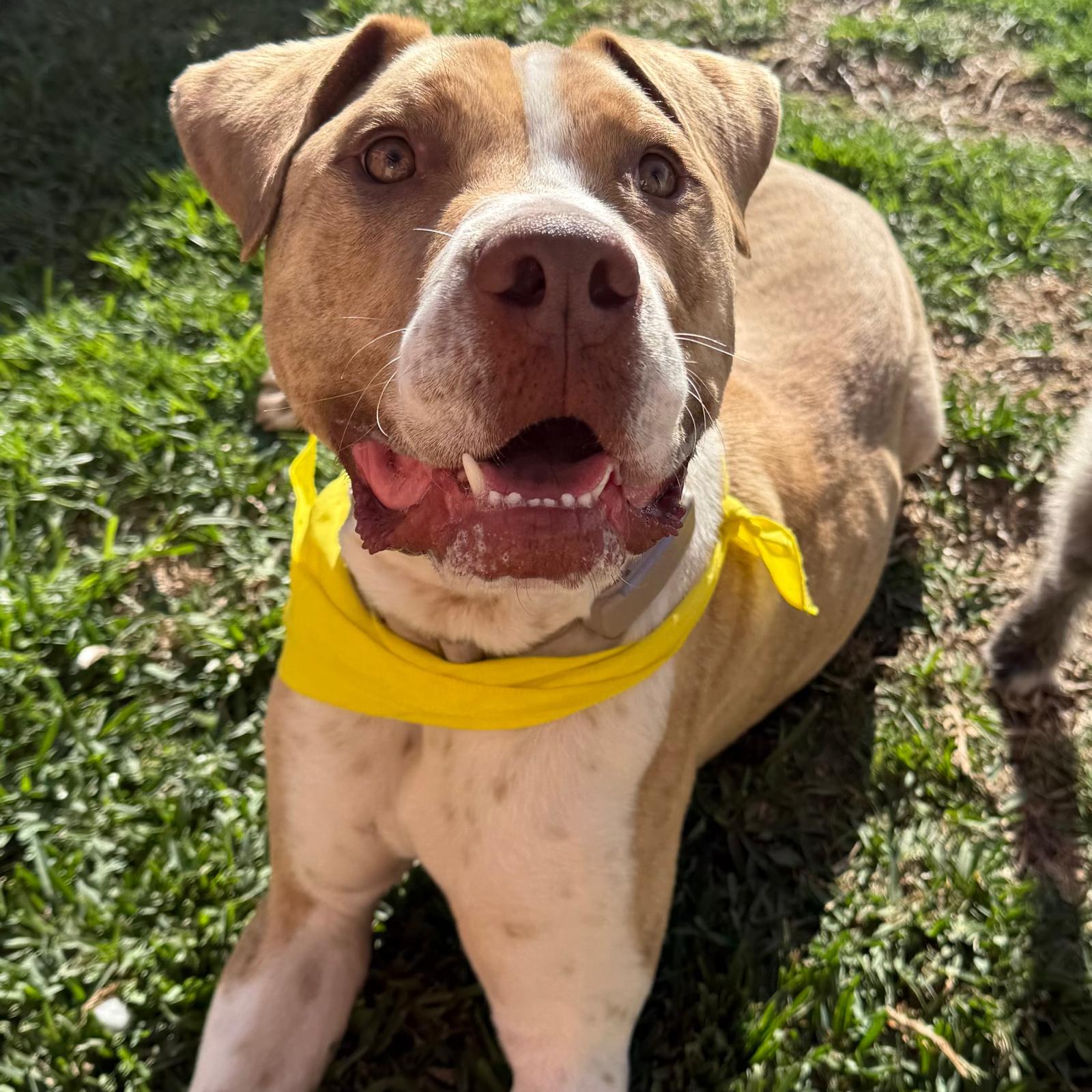 Leo, ADOPTABLE, Young Male Boxer & American Staffordshire Terrier.