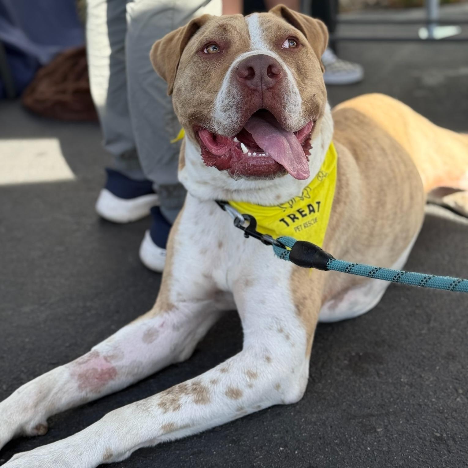 Enlarge Leo, a ADOPTABLE mixed breed in Huntington Beach, CA image 5/6