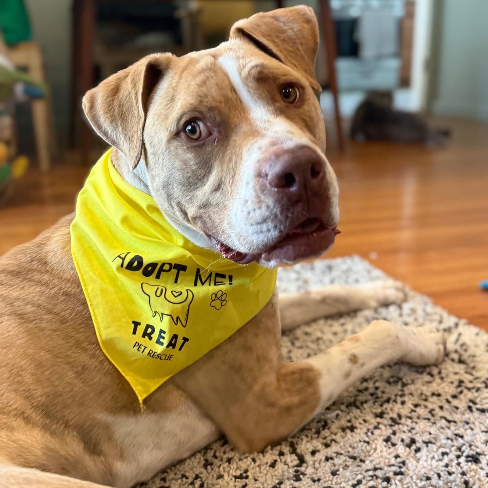 Enlarge Leo, a ADOPTABLE mixed breed in Huntington Beach, CA image 3/6