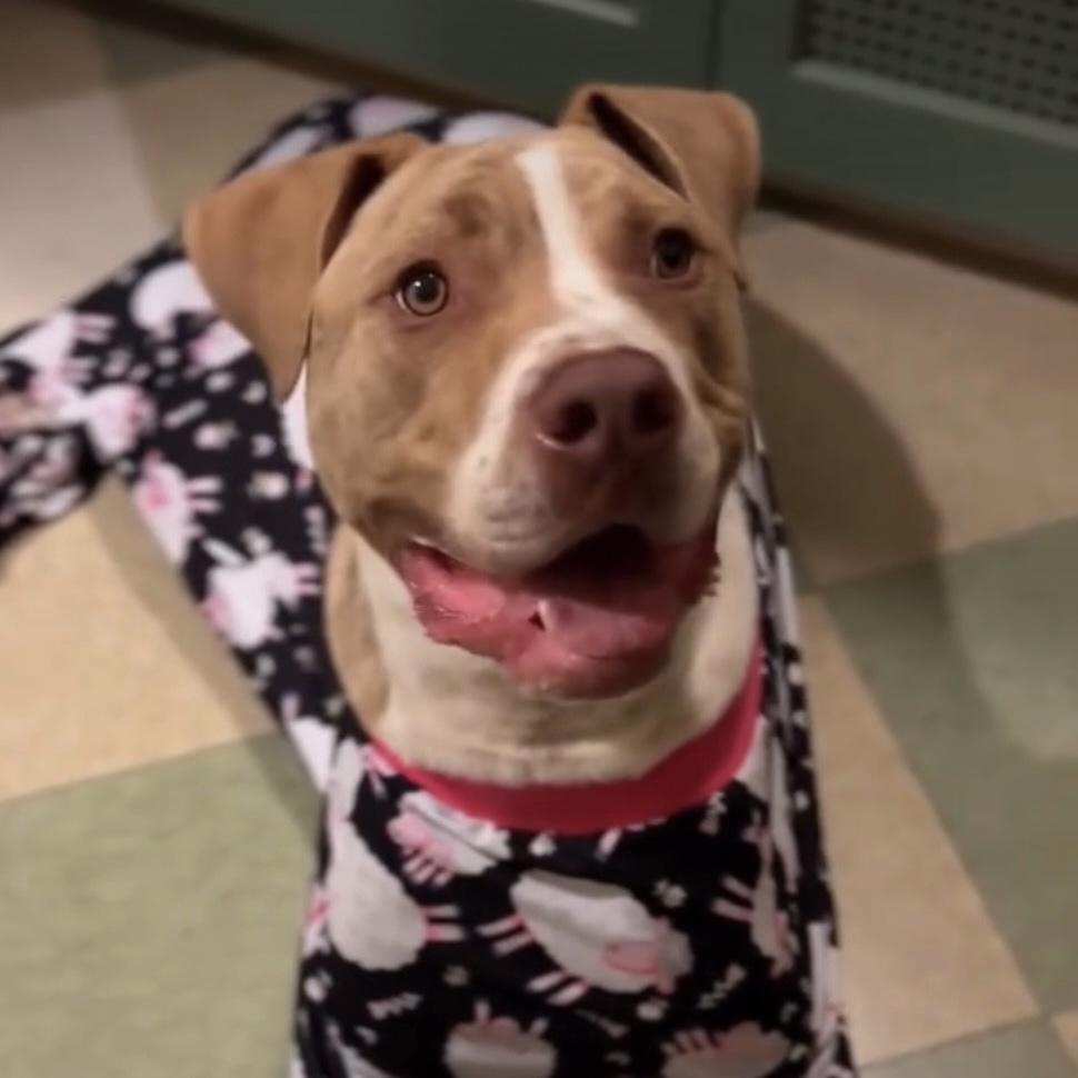 Enlarge Leo, a ADOPTABLE mixed breed in Huntington Beach, CA image 4/6