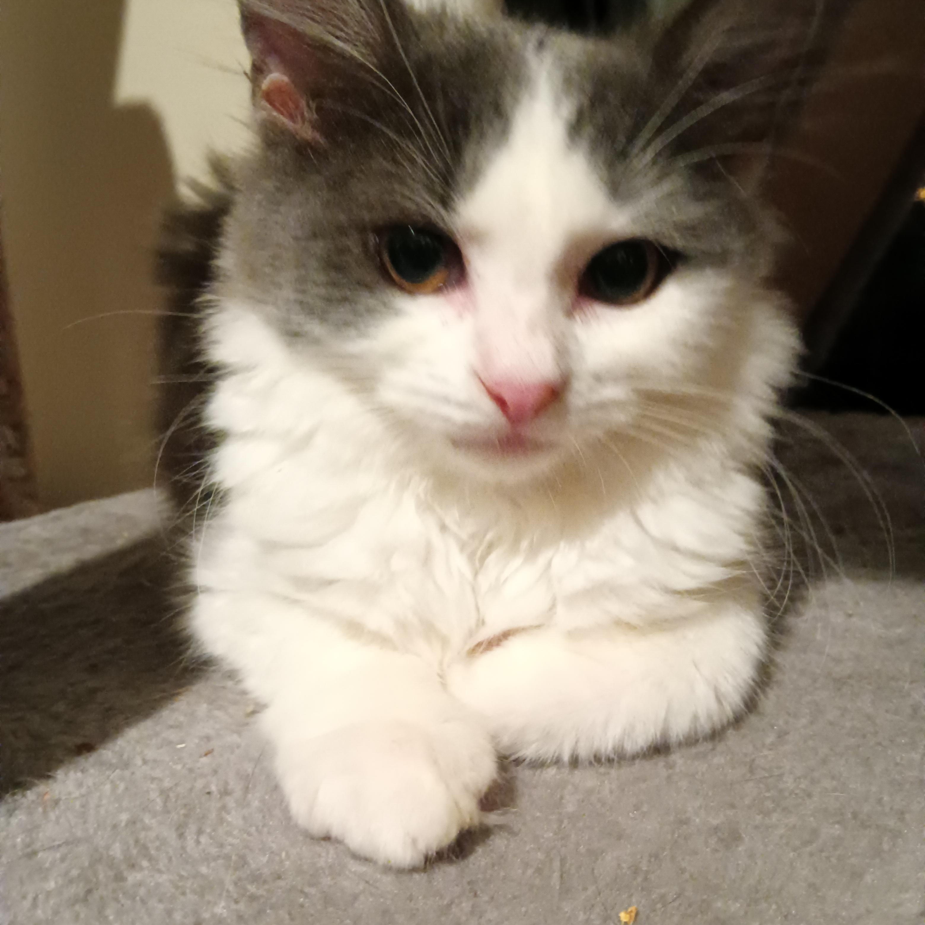 Enlarge Nile, an adoptable Domestic Long Hair in Greenwood, IN image 4/5