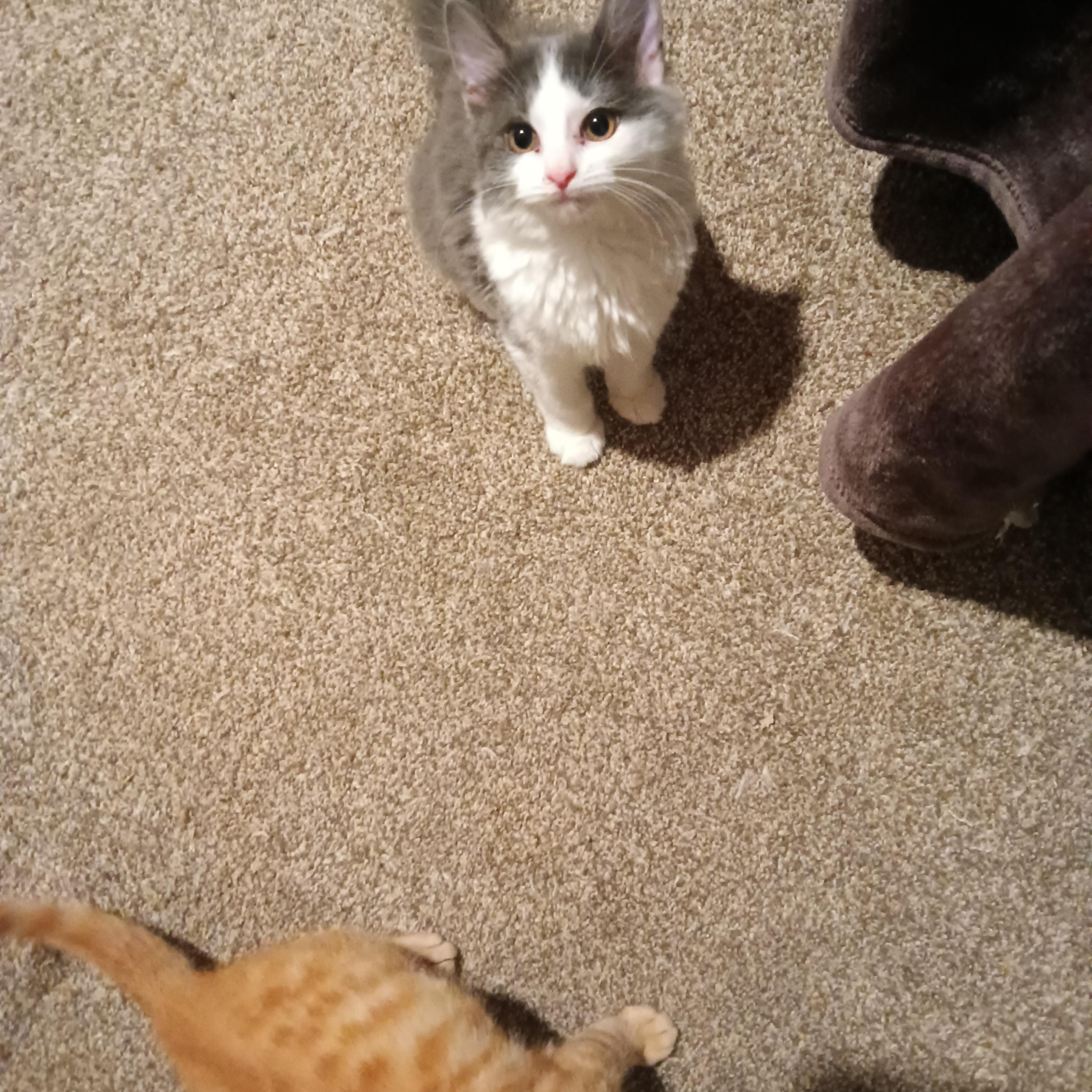 Enlarge Nile, an adoptable Domestic Long Hair in Greenwood, IN image 3/5