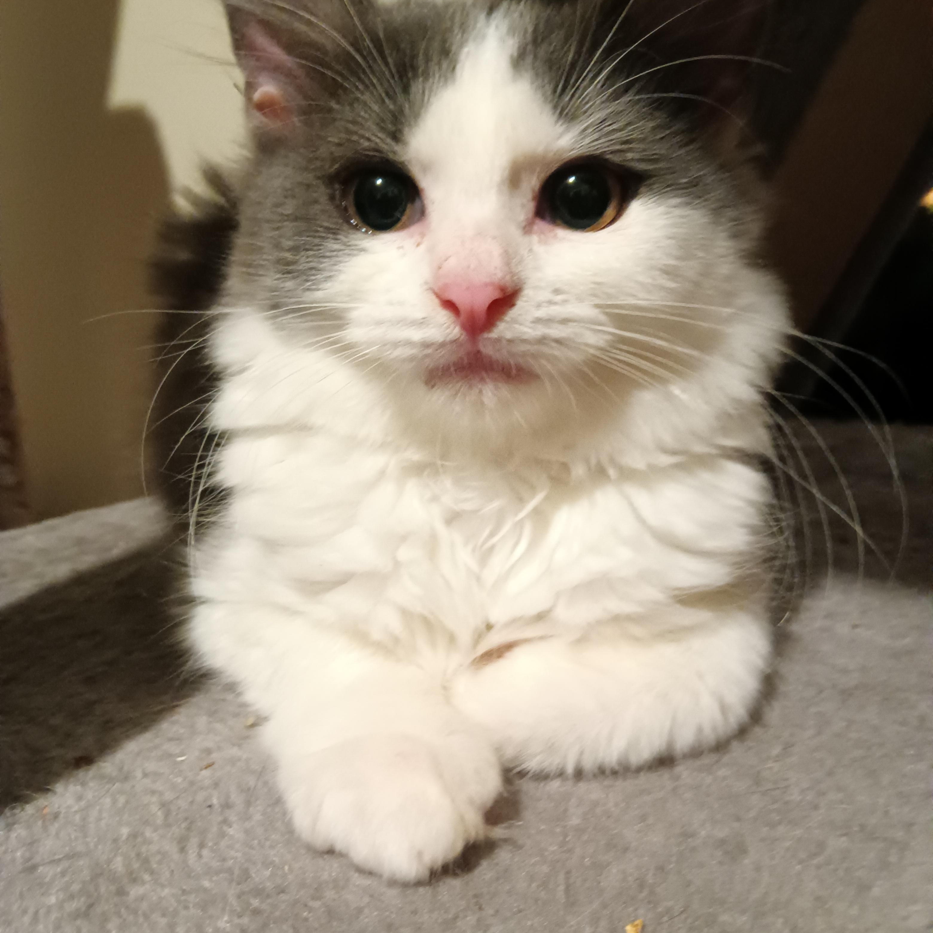 Enlarge Nile, an adoptable Domestic Long Hair in Greenwood, IN image 1/5