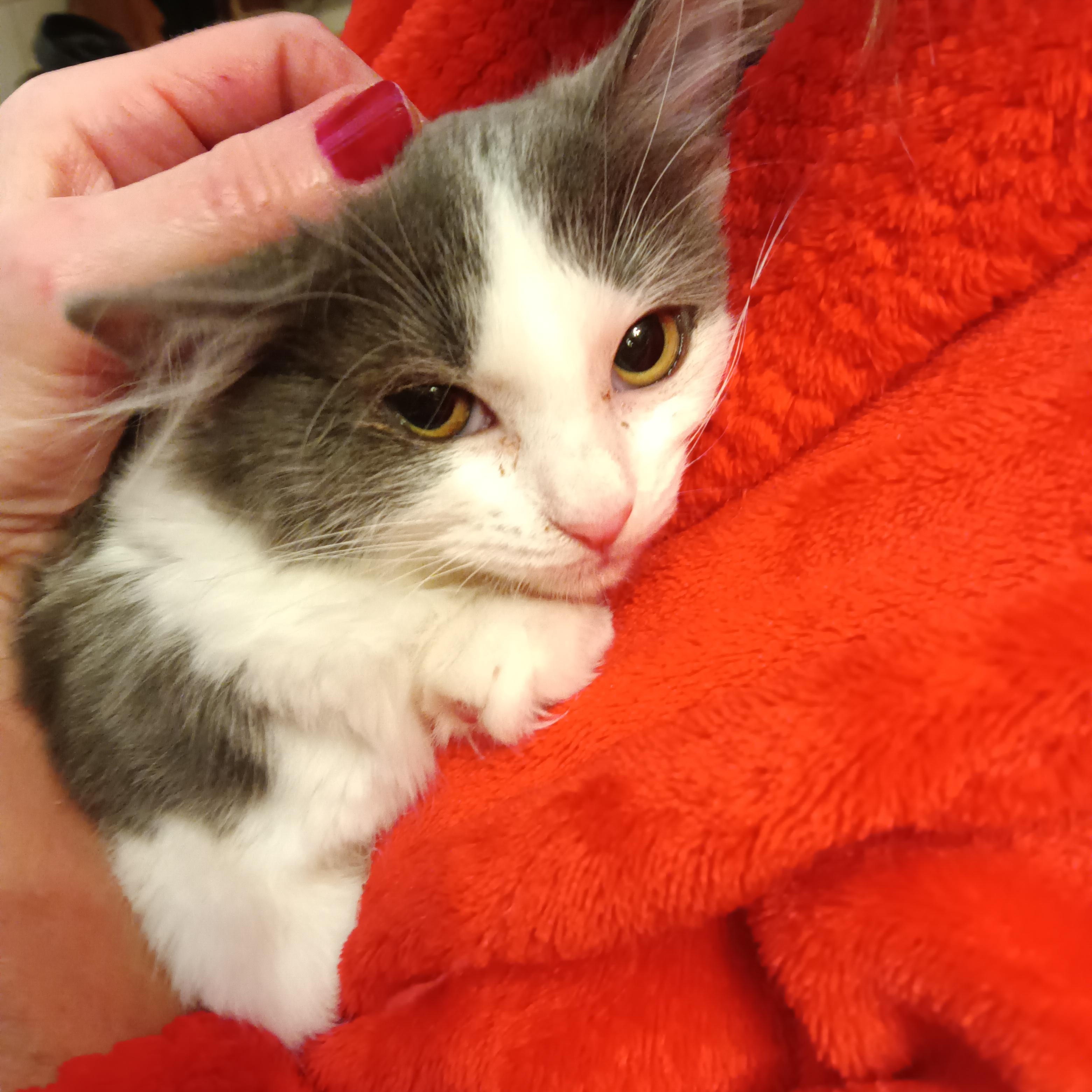 Enlarge Nile, an adoptable Domestic Long Hair in Greenwood, IN image 2/5