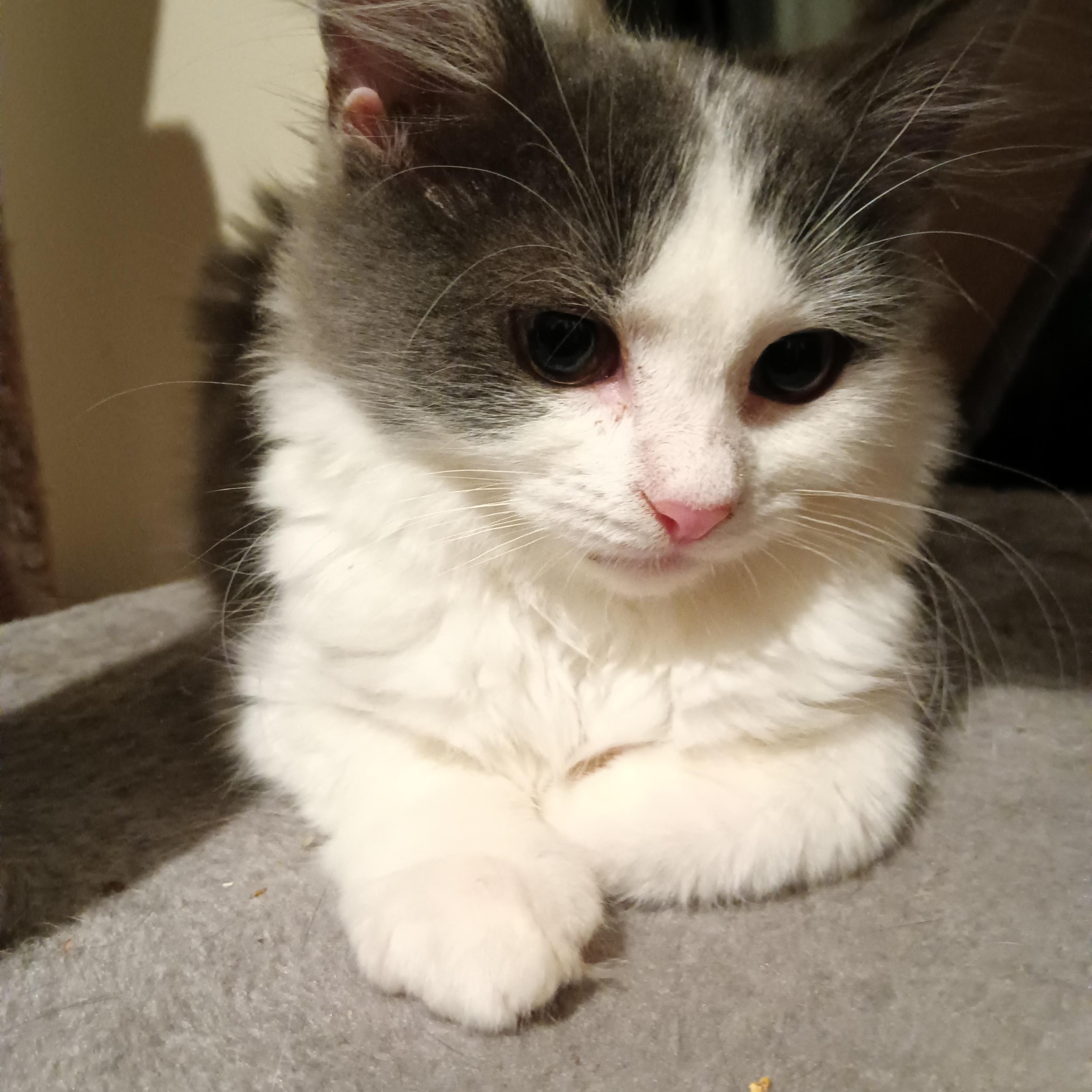 Enlarge Nile, an adoptable Domestic Long Hair in Greenwood, IN image 5/5