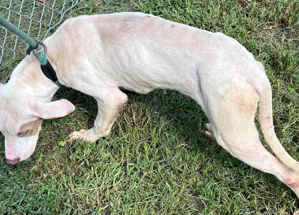 Silas, cute, sweet little bully puppy, wants to be your family pet !