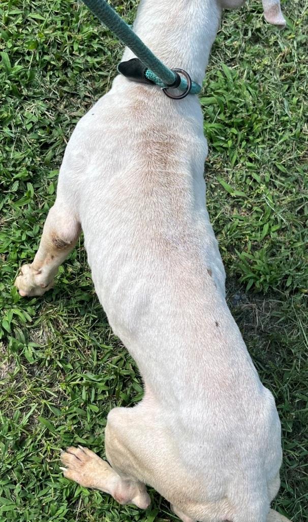 Silas, cute, sweet little bully puppy, wants to be your family pet !