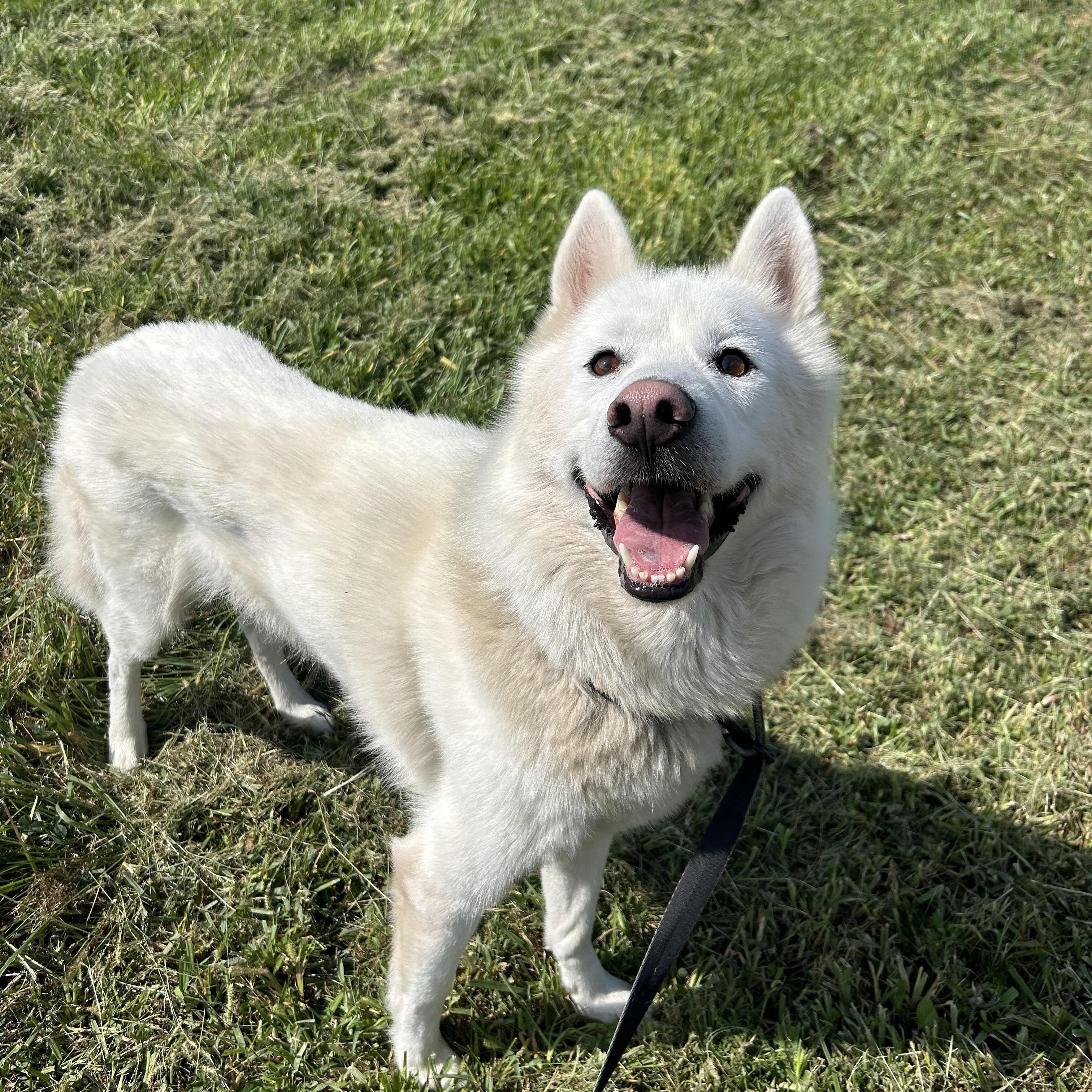 Timber, ADOPTABLE, Adult Male Husky.